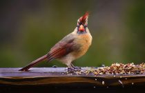 Cardinal