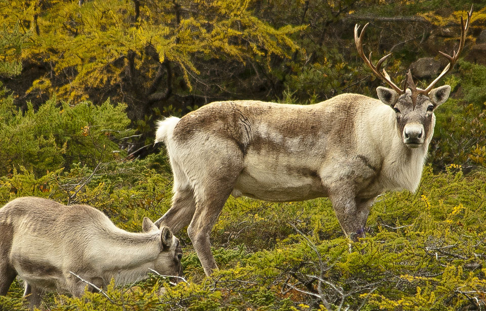 Caribou