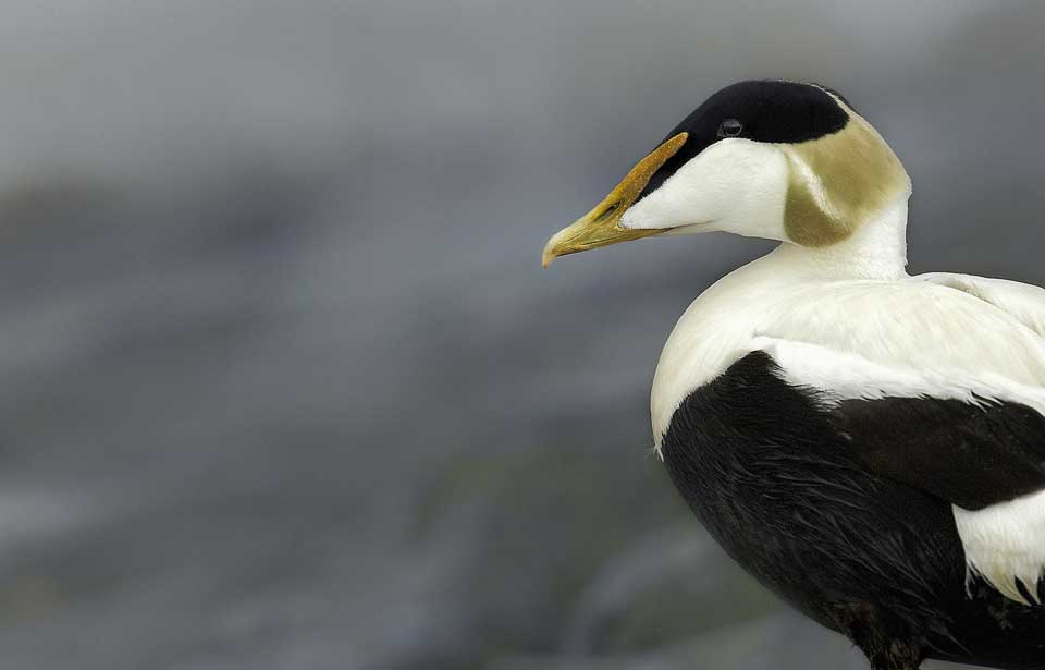 Common Eider