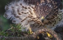 Cooper's Hawk