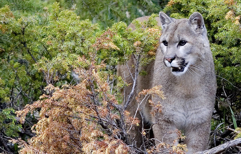 Cougar