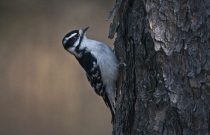 Downy Woodpecker