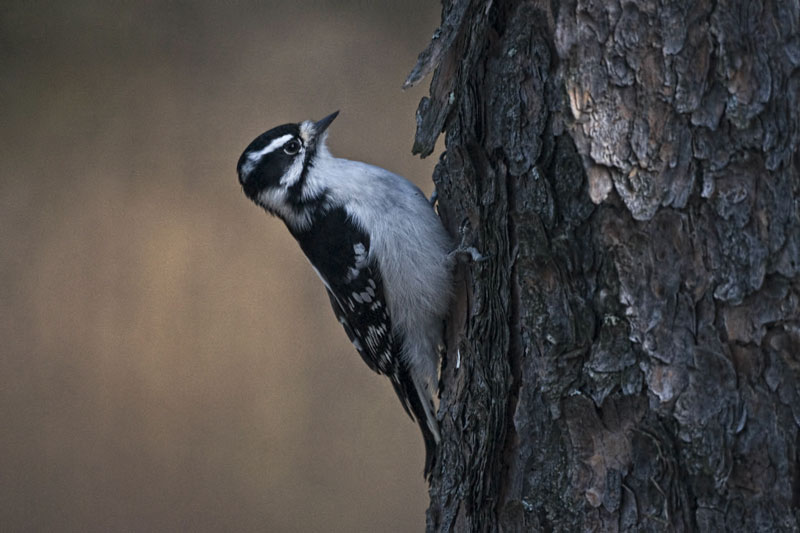 Downy Woodpecker