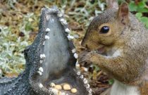 Eastern Grey Squirrel