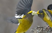 Evening Grosbeak