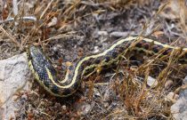 Garter Snake