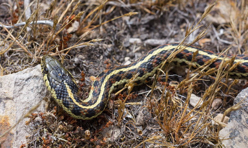 Garter Snake