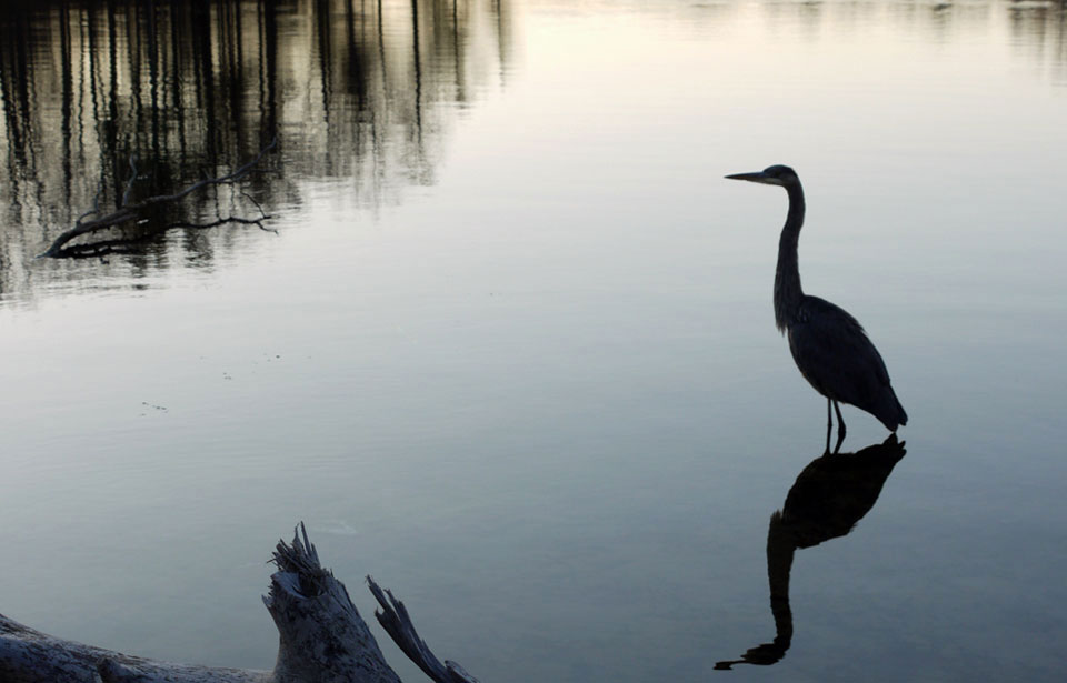 Great Blue Heron