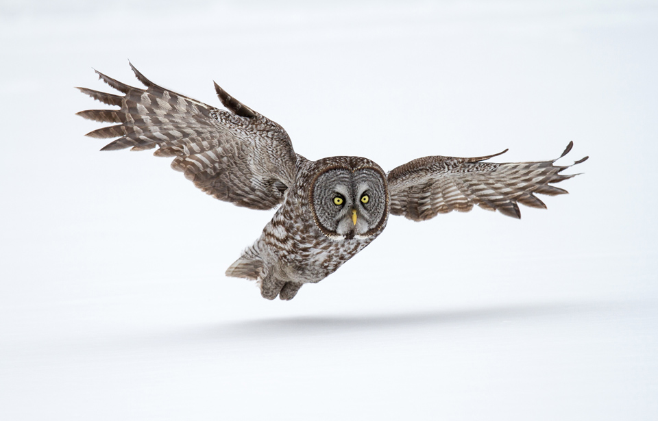 Great Grey Owl