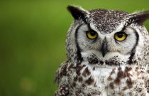 Great Horned Owl