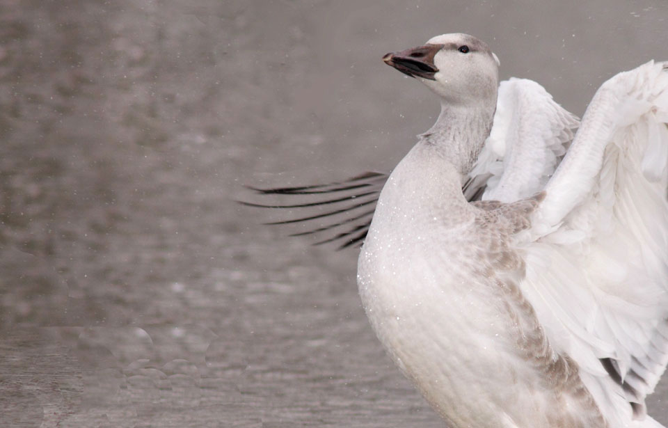 Greater Snow Goose - Hinterland Who's Who