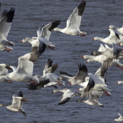 Greater Snow Goose - Hinterland Who's Who