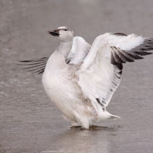 Greater Snow Goose - Hinterland Who's Who