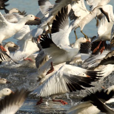 Greater Snow Goose - Hinterland Who's Who