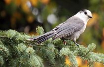 Grey Jay