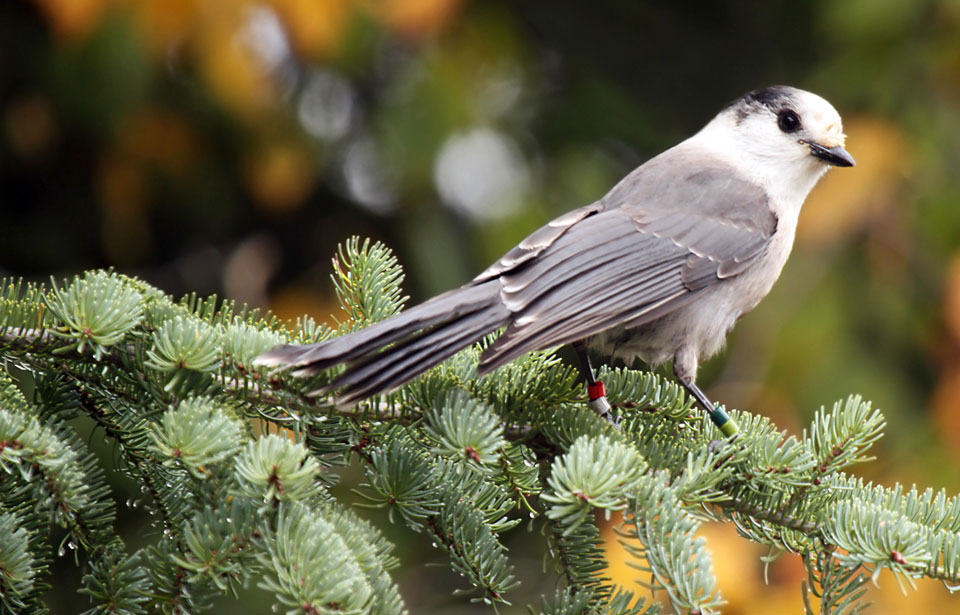 Grey Jay