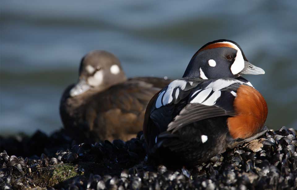 Harlequin Duck