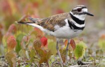 Killdeer