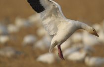 Lesser Snow Goose