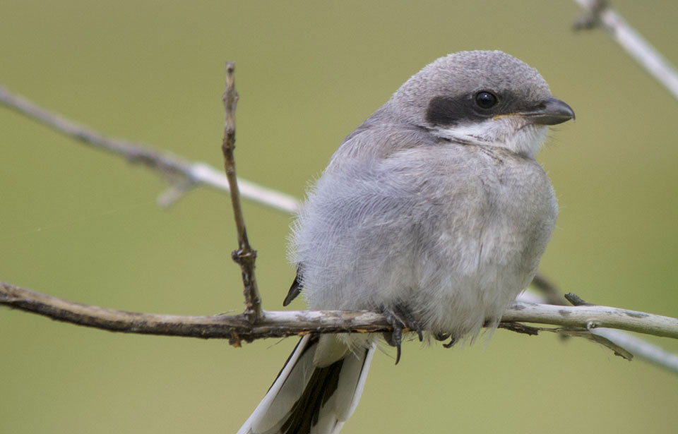 Loggerhead Shrike