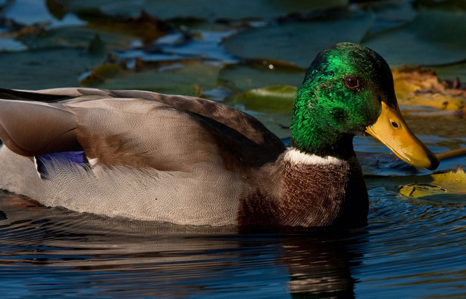 Le Canard colvert