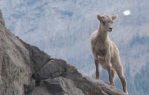 Mountain Sheep