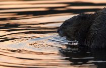 Muskrat