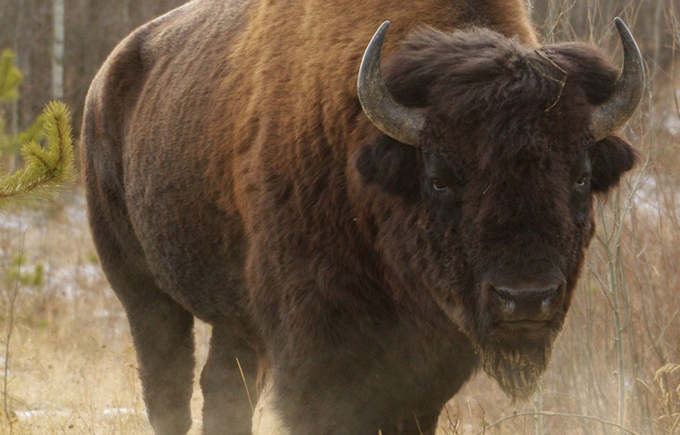 North American Bison