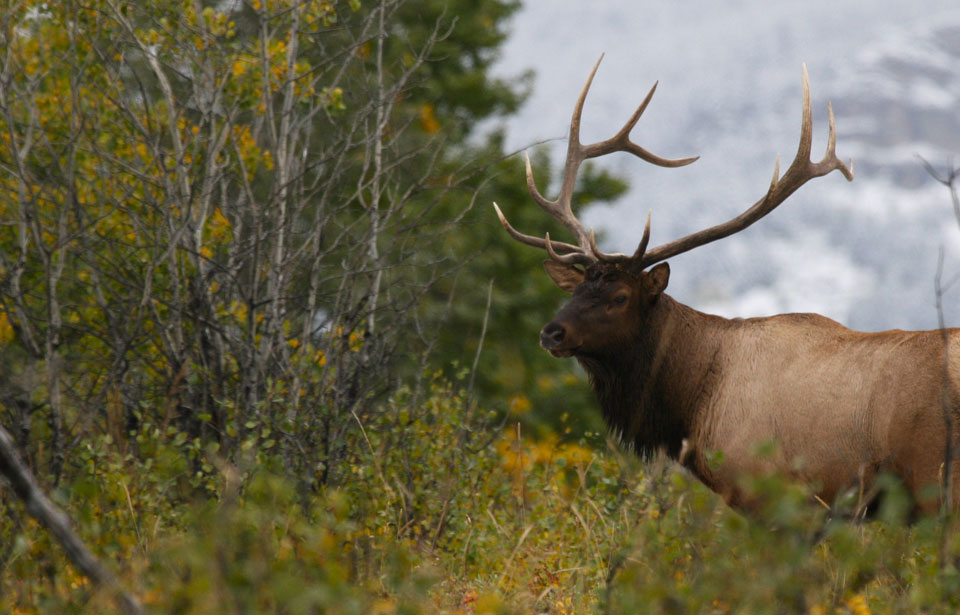 North American Elk