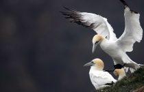 Northern Gannet