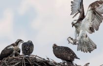 Osprey