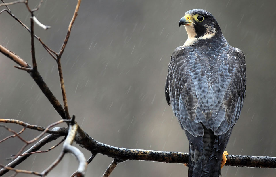 Peregrine Falcon