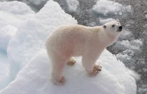 Polar Bear