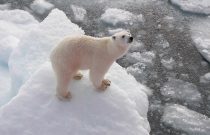 Polar bear