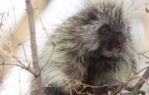 Porcupine