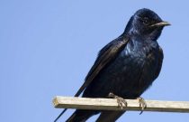 Purple Martin