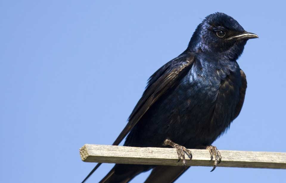 Purple Martin