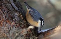 Red-breasted Nuthatch