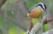 Red-breasted Nuthatch