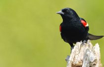 Red-winged blackbird