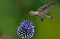 Ruby-throated Hummingbird