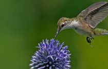 Ruby-throated Hummingbird