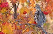 Ruffed Grouse