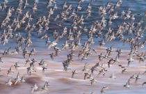 Semipalmated Sandpiper