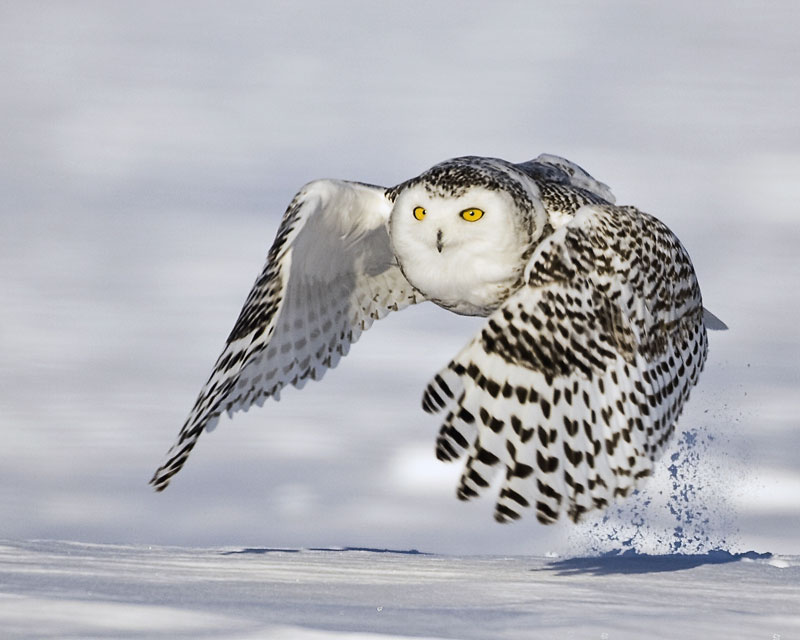 Snowy Owl