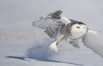 Snowy Owl