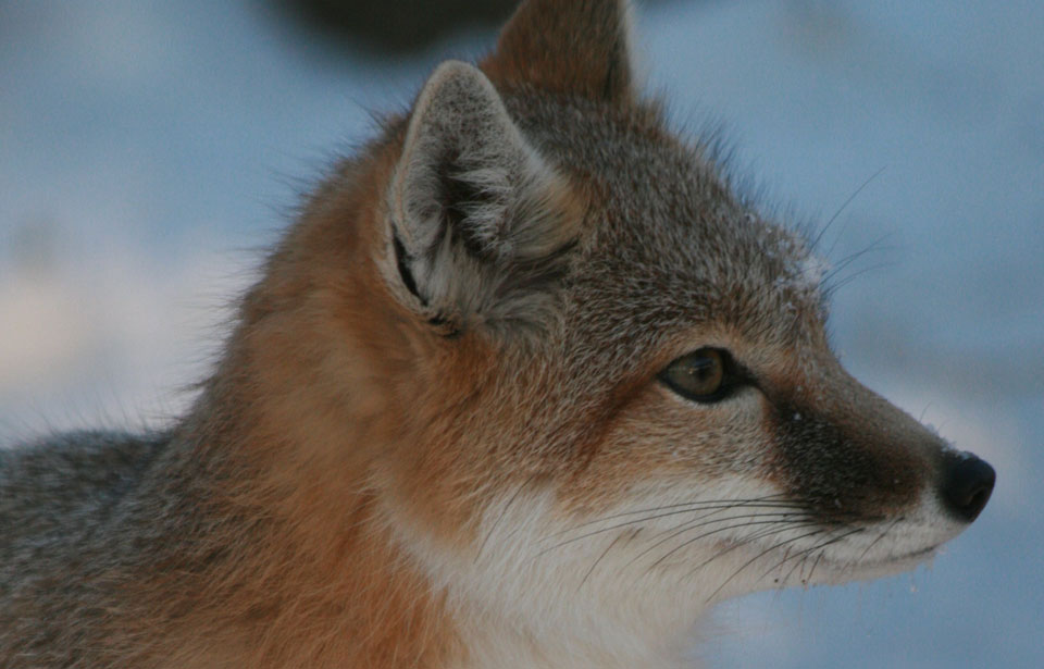 Swift Fox