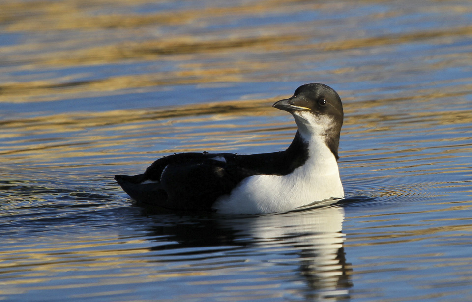 Guillemot