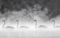 Trumpeter Swan