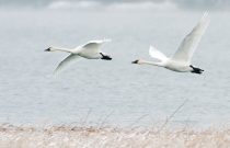 Tundra Swan